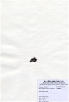 藏品(二列匍管藻)的圖片